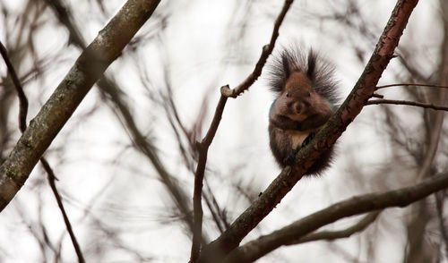 Portrait of squirrel on the tree observing