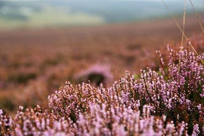 Close-up of purple flowering plants on field