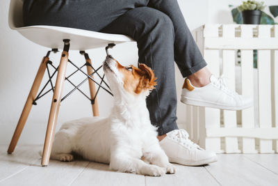 Young woman at home using mobile phone, cute small dog besides. work from home concept