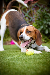 Close-up of dog on grass