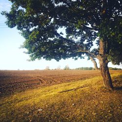 Scenic view of agricultural field against sky