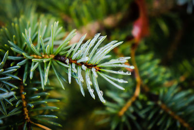 Close-up of pine tree