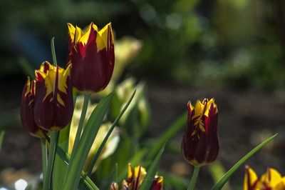 Close-up of yellow tulips blooming outdoors