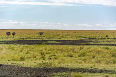 Scenic view of grassy field against sky