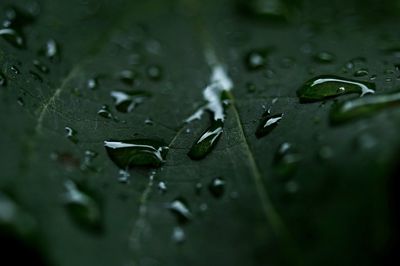 Close-up of raindrops on leaves