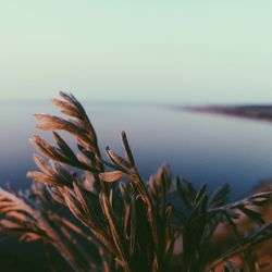 Close-up of plants against calm sea