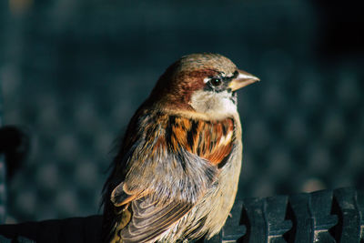 Close-up of bird