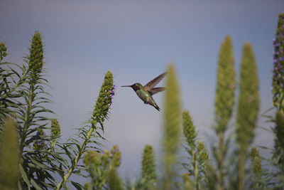 Small colourful hummingbird collecting nectar from flowers