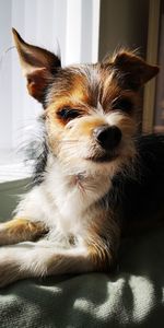 Portrait of dog resting on bed at home