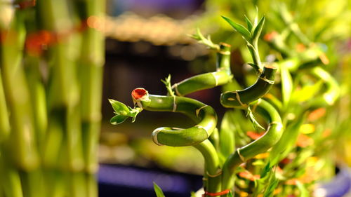 Close-up of fresh green plant