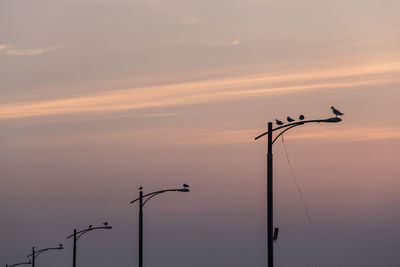 Low angle view of seagulls on street light at sunset