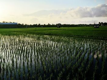 Scenic view of rice field against sky