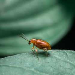 Close-up of insect