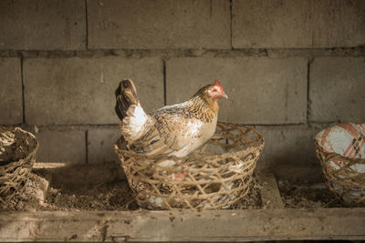 View of chicken on the wall