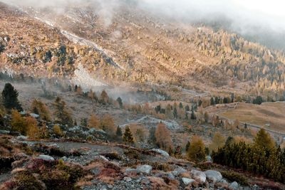High angle view of trees on landscape during autumn