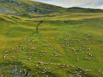 Scenic view of grassy field