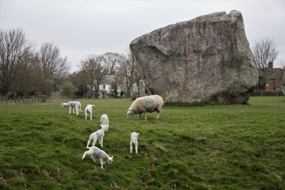 Spring lambs loving new life in spring at avebury