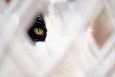 Close-up portrait of cat