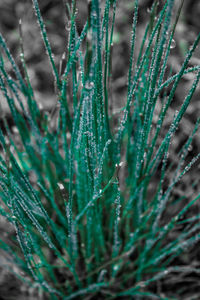 Close-up of wet grass