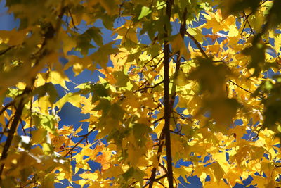 Low angle view of yellow flowering plant