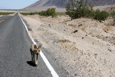 Coyote on road