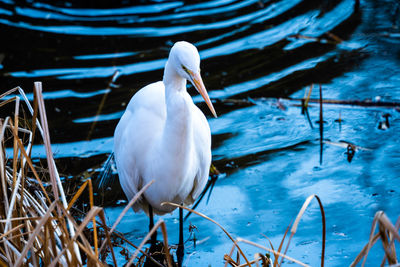 Close-up of bird in lake