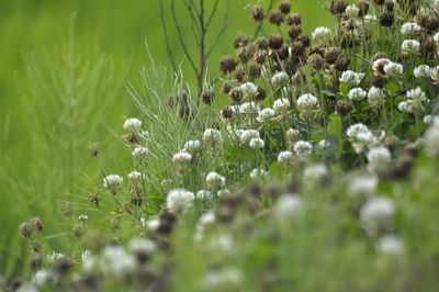 Close-up of white flowering plants on field