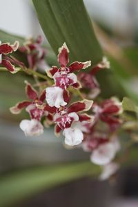 Close-up of flowers