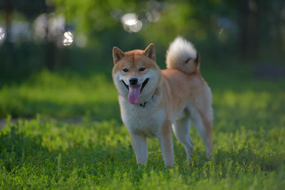 Dog running in field