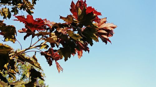 Low angle view of leaves against clear blue sky