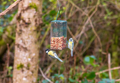 Close-up of bird perching on feeder