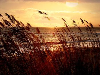 Grass growing on beach against sea during sunset
