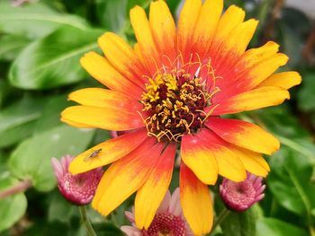 Close-up of yellow flowering plant in park