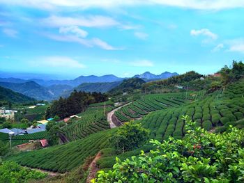 Scenic view of agricultural field against sky