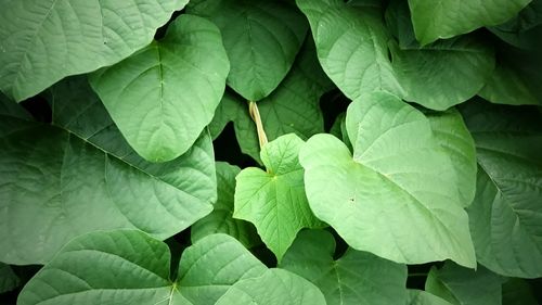 Full frame shot of leaves