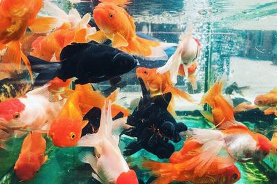 Close-up of jellyfish swimming in water