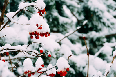 Close-up of red berries on tree