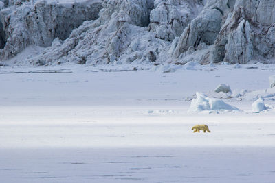 Polar bear walking on snowcapped landscape