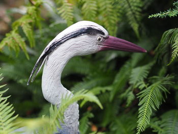 Close-up of a bird