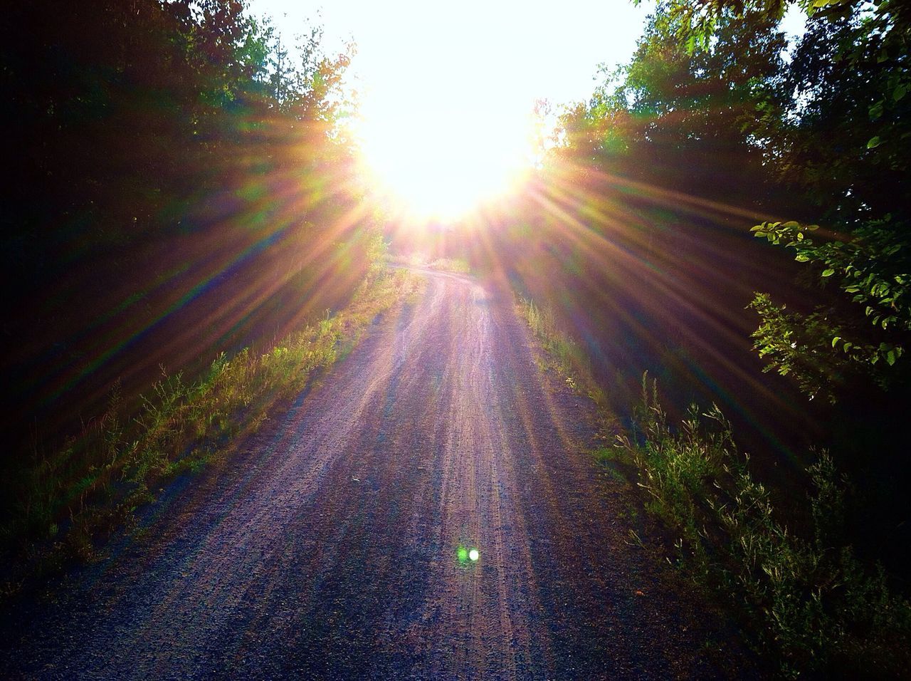 tree, the way forward, sun, sunlight, sunbeam, diminishing perspective, lens flare, vanishing point, transportation, tranquility, growth, nature, road, clear sky, sunny, tranquil scene, dirt road, forest, day, outdoors