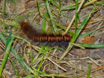 High angle view of insect on grass