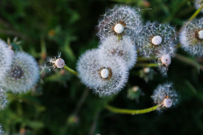 Close-up of dandelion growing outdoors