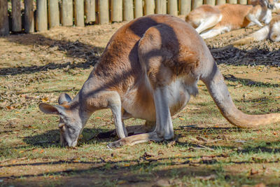 Side view of a kangaroo grazing on landscape