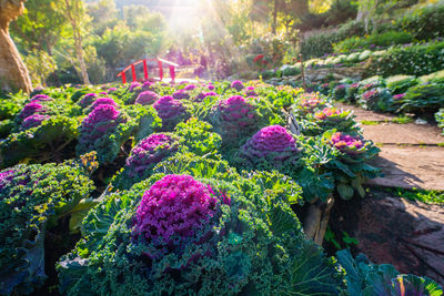 Close-up of pink flowering plants in garden