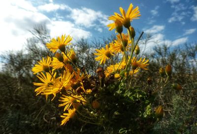 Close-up of yellow flowering plants on field