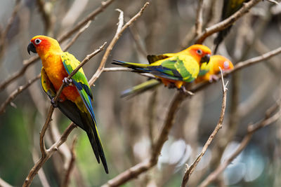 Close-up of parrot perching on branch