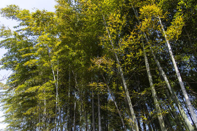 Low angle view of bamboo trees in forest