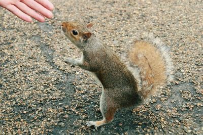 Hand squirrel