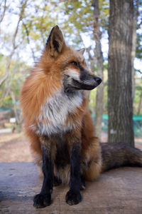 Red-fox looking away