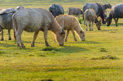 Horses grazing on field